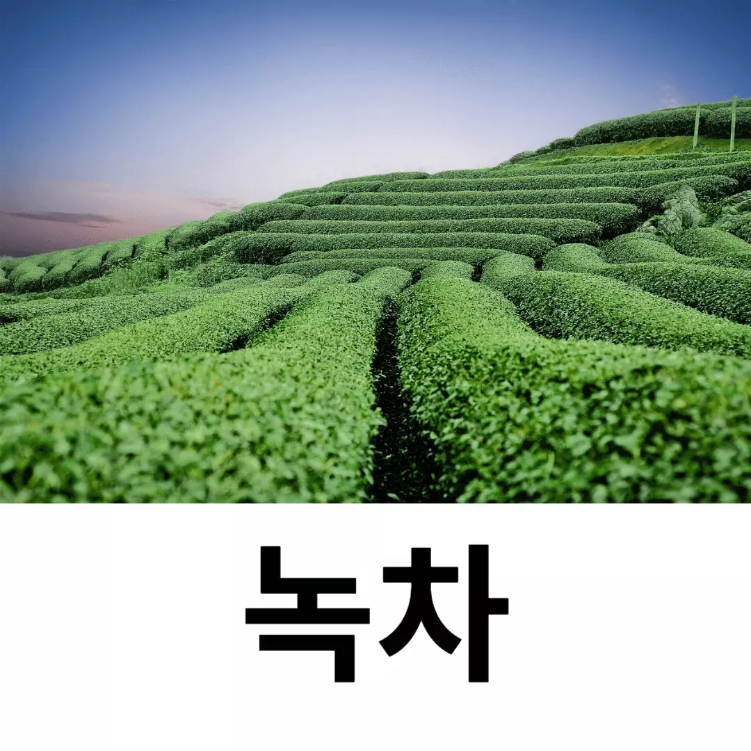 녹차