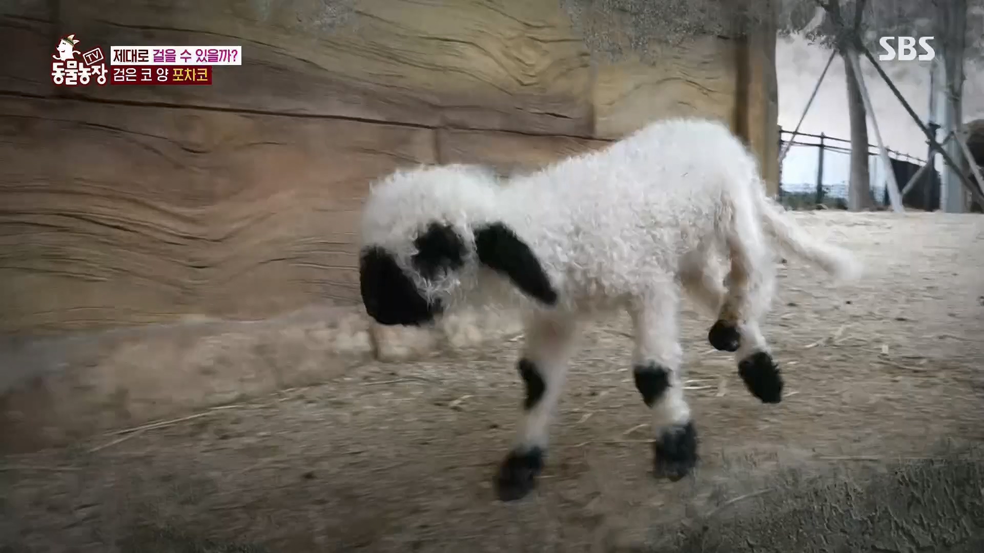 TV 동물농장.E1119.230507p.H264-F1RST.mp4_20230507_135926.994.jpg