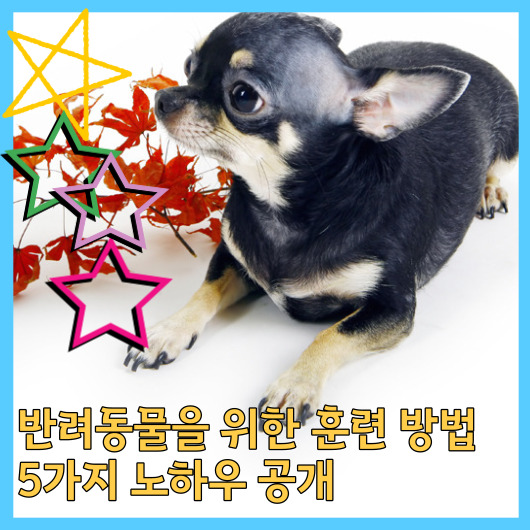  반려동물을 위한 훈련 방법 5가지 노하우 공개