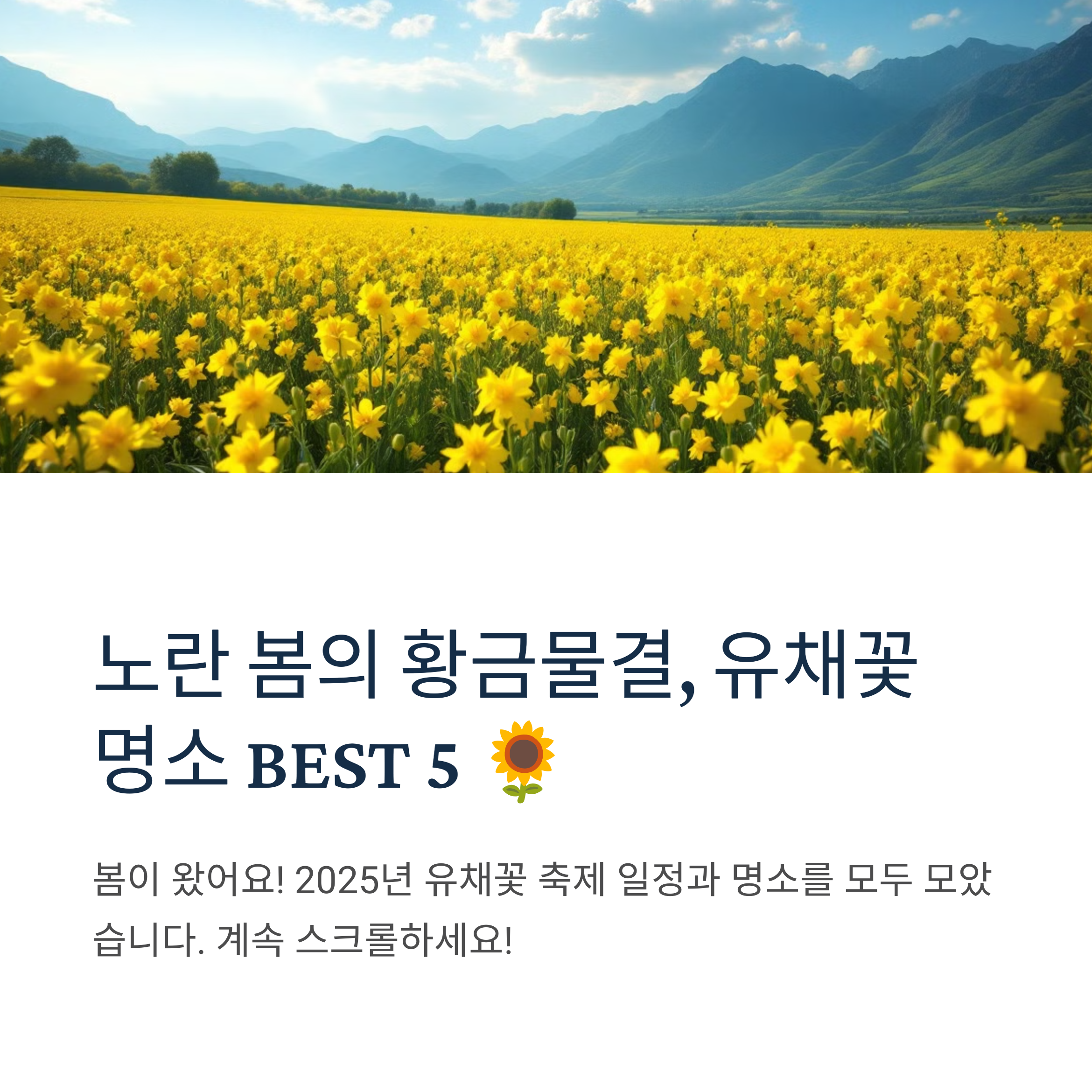 2025 유채꽃축제 추천 명소 BEST 5 &amp; 개화시기 총정리