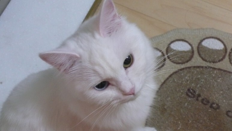 하얀 고양이 품종 터키시앙고라 포토 기본정보(터키쉬앙고라 총정리)