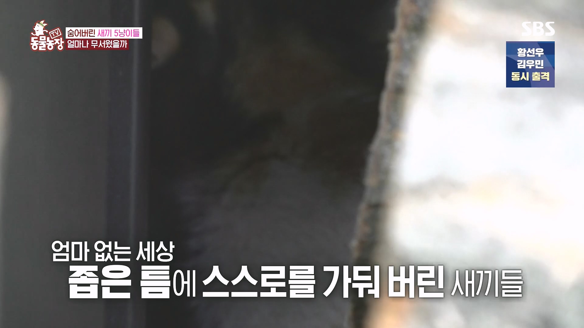 TV 동물농장.E1182.240728p.H264-F1RST.mp4_20240728_152527.972.jpg
