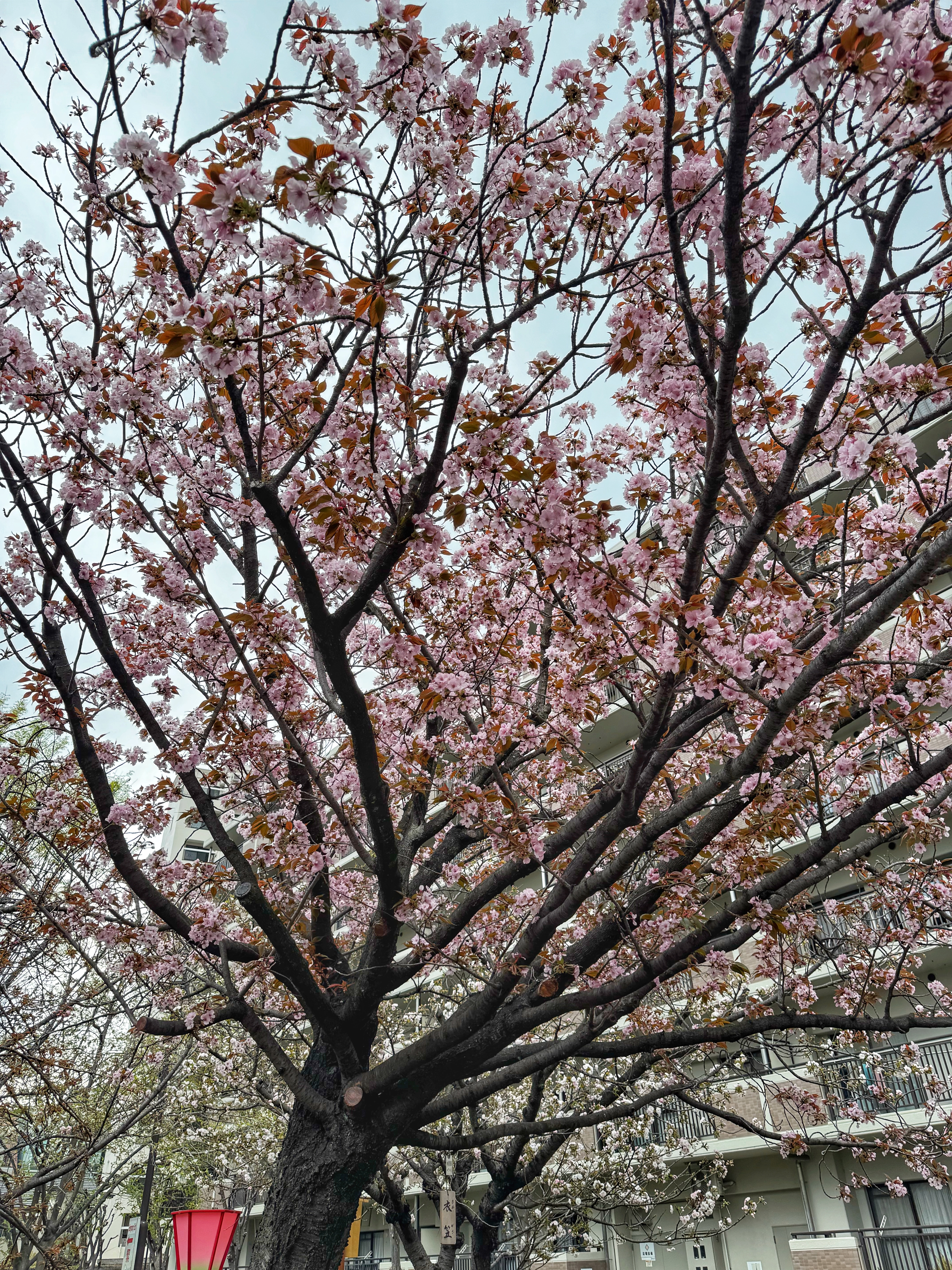 [일본 오사카] 조폐국 본국 벚꽃 통과하기 축제 후기 Cherry Blossom Viewing in Mint Osaka Japan
