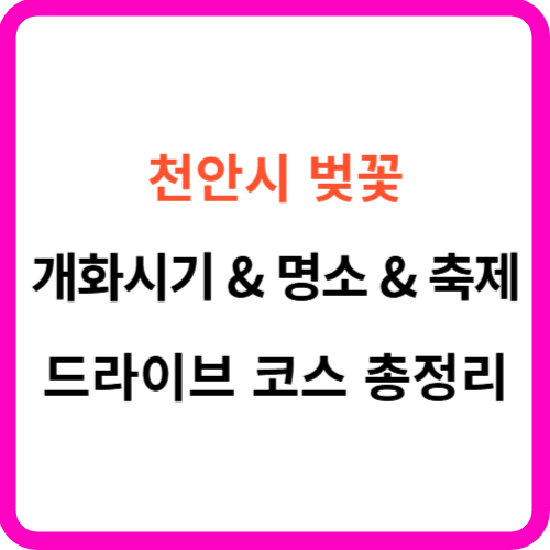 천안 벚꽃 개화시기 축제 명소 드라이브 코스 썸네일