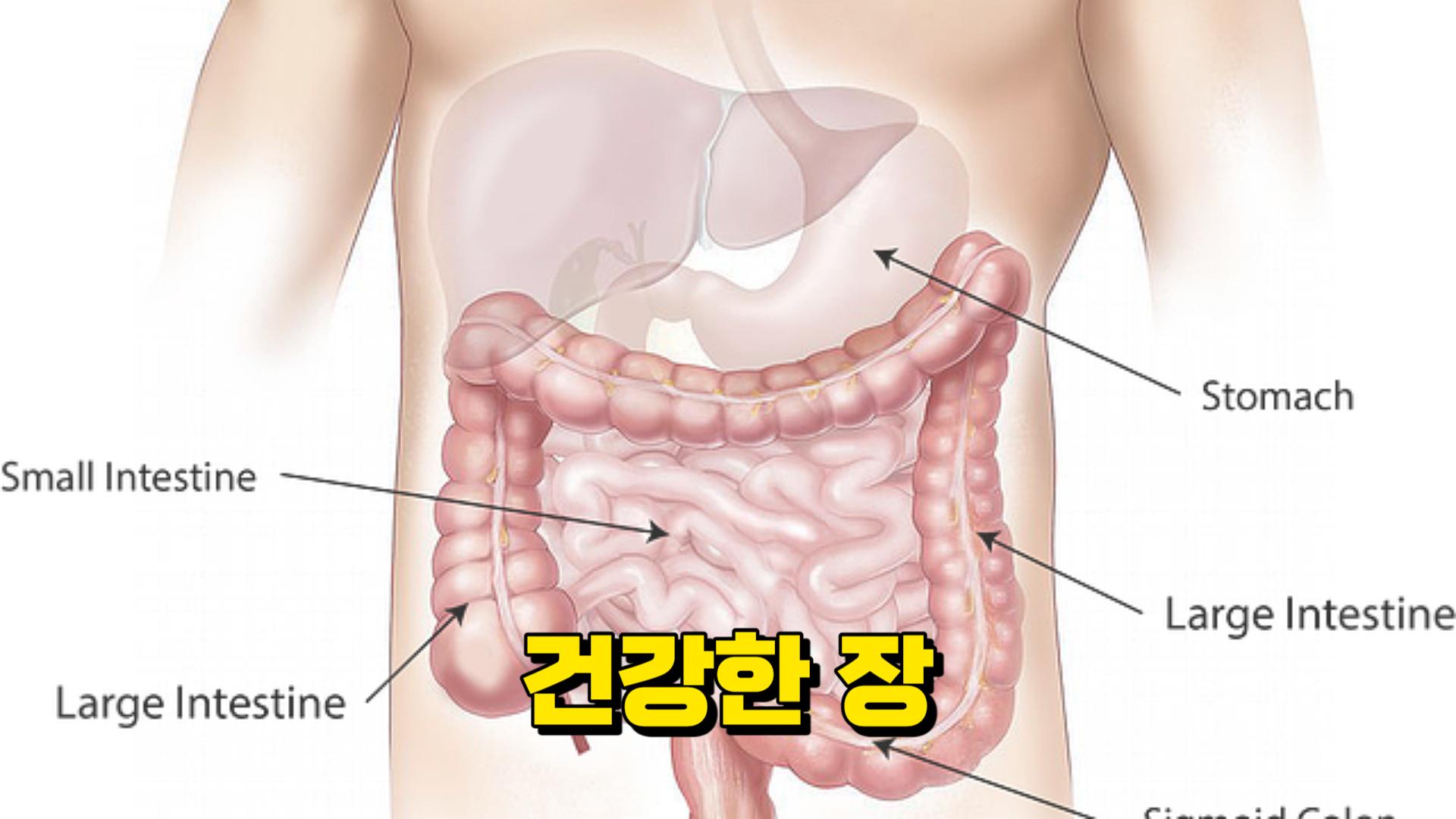 건강한 장&#44; 소장&#44; 대장