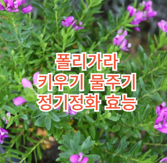 폴리가라