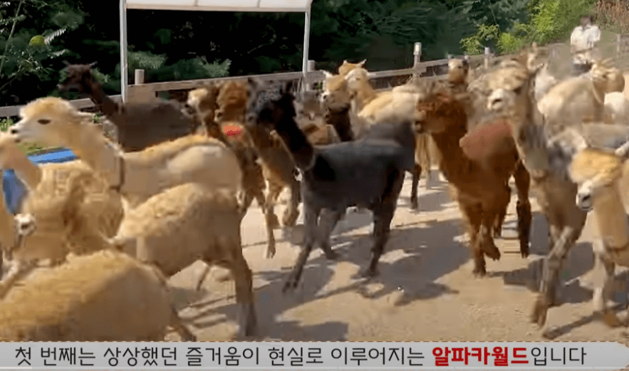  알파카 월드 3