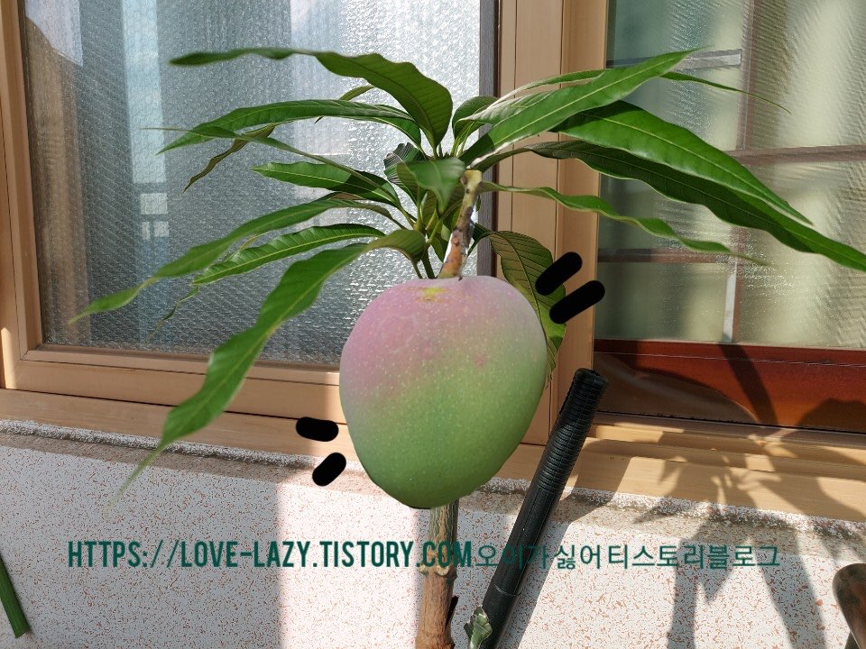  애플망고 접목 하는 법 애플망고 접목 준비물 아윈 r2e2 유웬