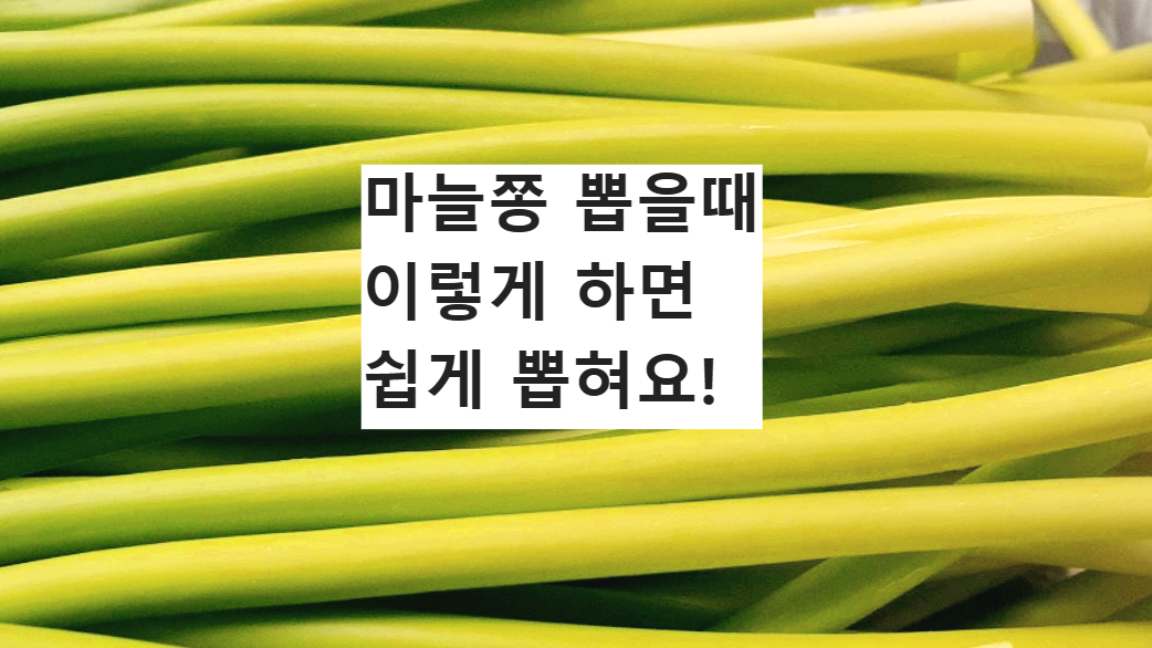 마늘종