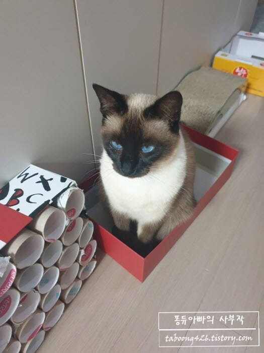 빨간 상자안의 고양이