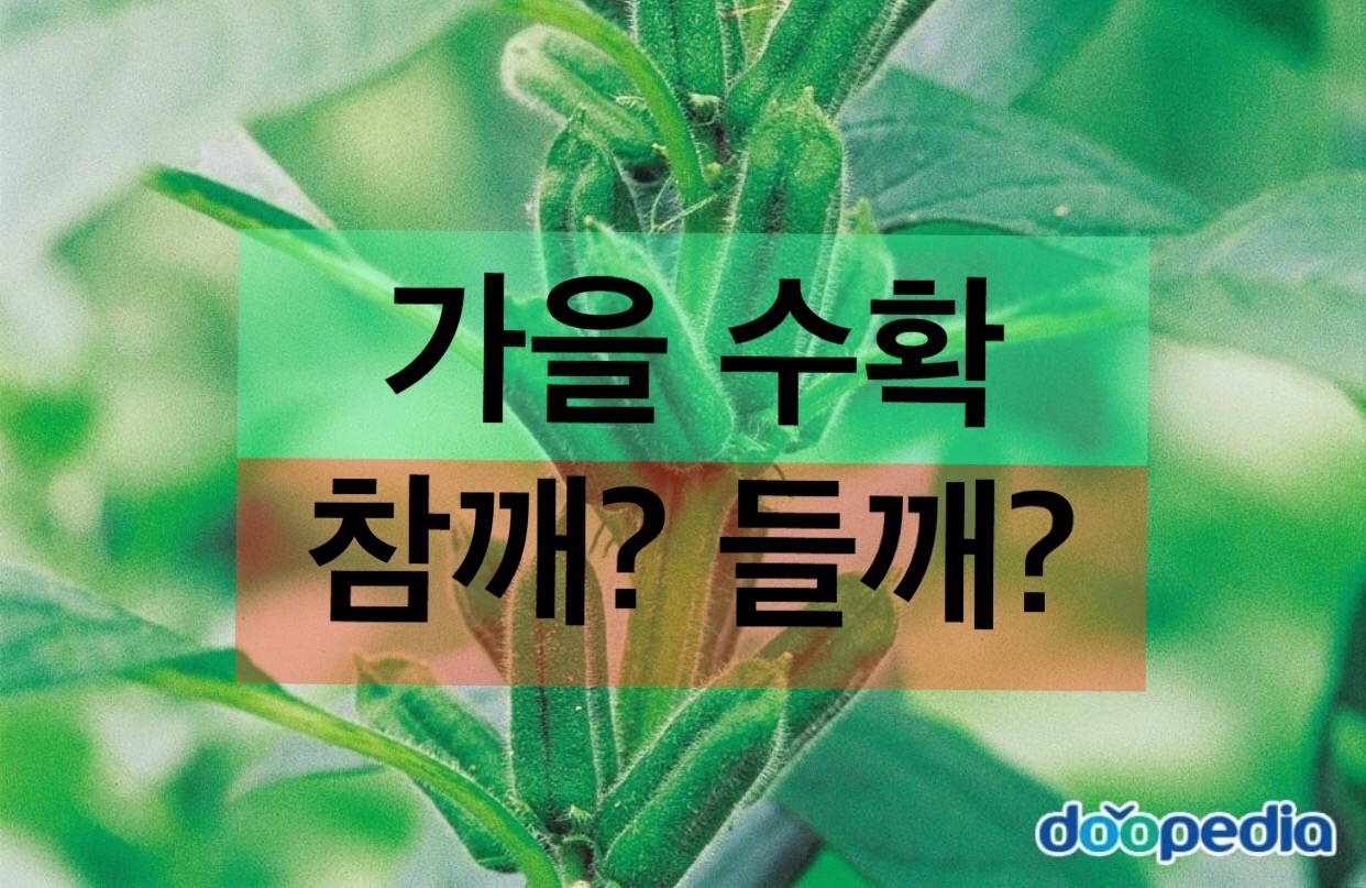  비빔밥 친구 깨털기로 고소한 "참기름"만들기