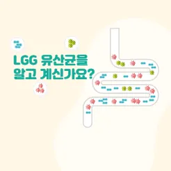 LGG-유산균