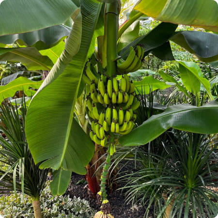 식물원에 있는 바나나나무 