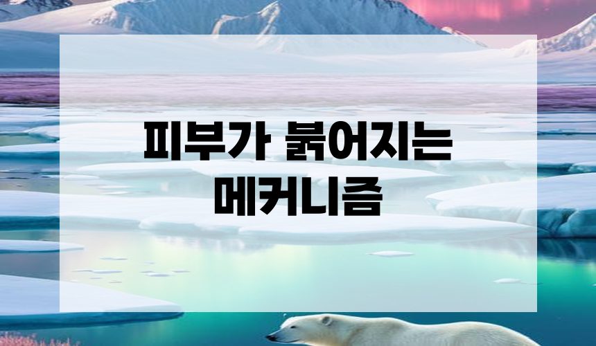 3. 피부가 붉어지는 메커니즘