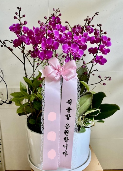 호접란