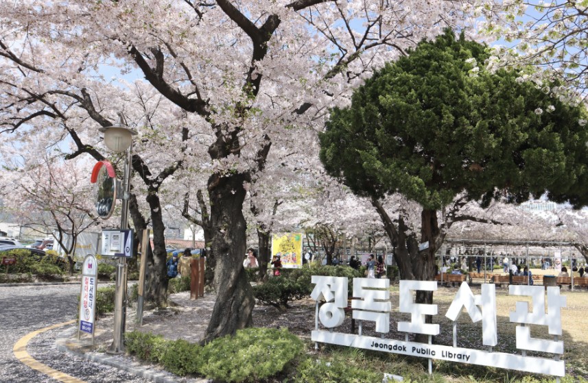 서울 벚꽃 명소인 정독도서관