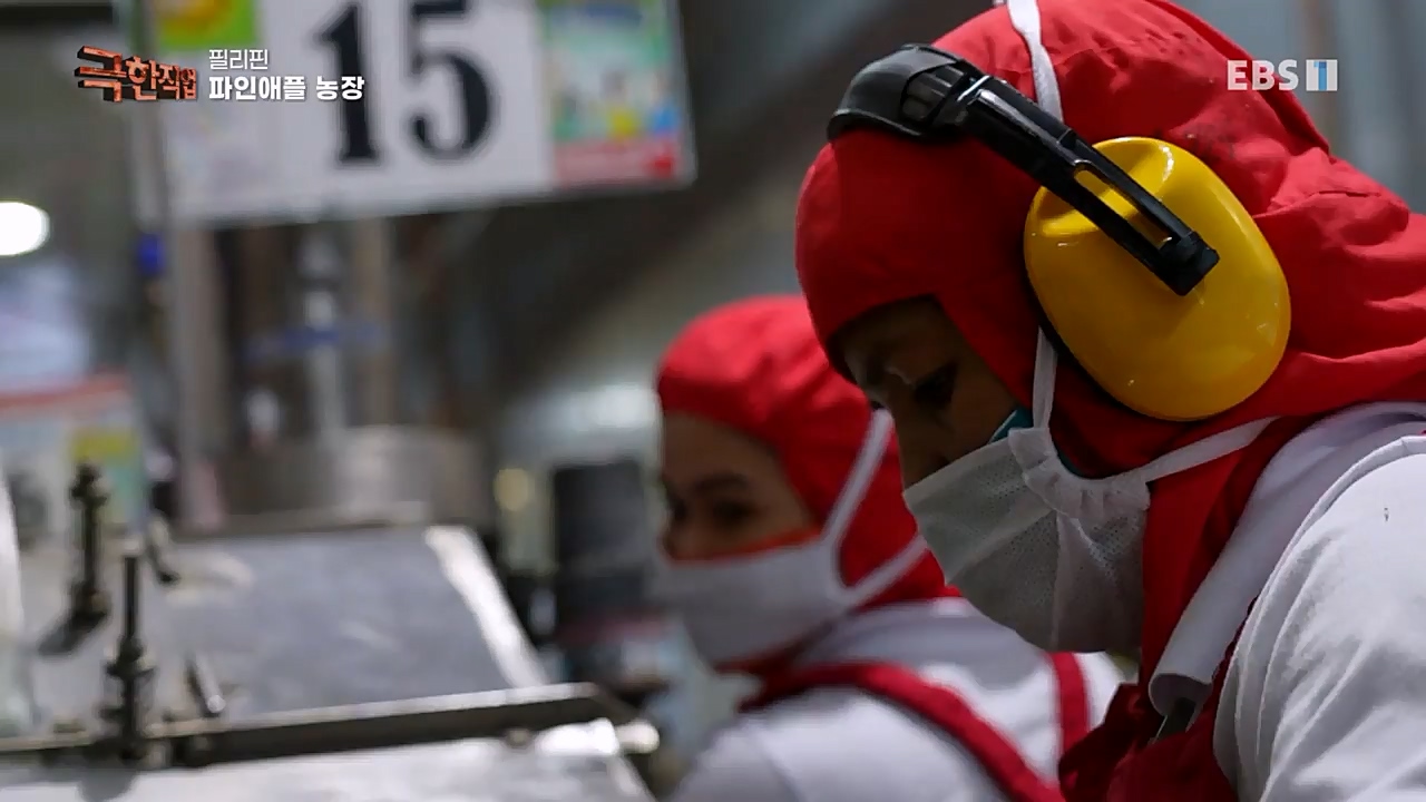 TV - 교육의 중심 EBS필리핀 바나나, 파인애플 농장.mp4_20230302_202911.021.jpg