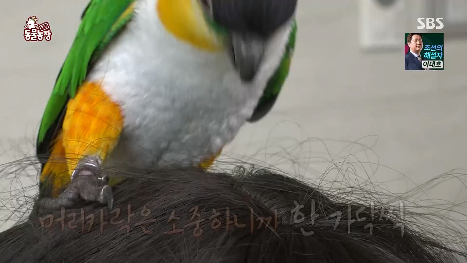 TV 동물농장.E1110.230305p.H264-F1RST.mp4_20230305_183143.290.jpg