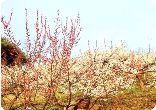 광양매화축제