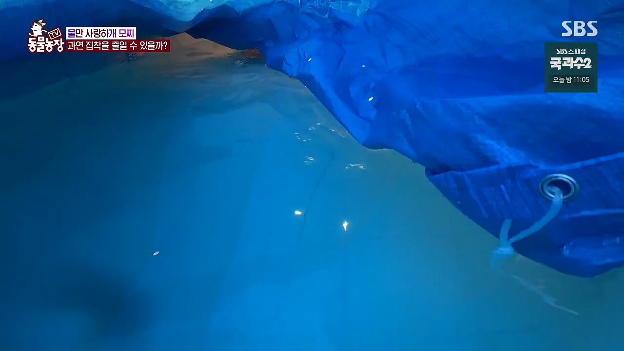 TV 동물농장.E1137.230911p-NEXT.mp4_20230910_183208.971.jpg