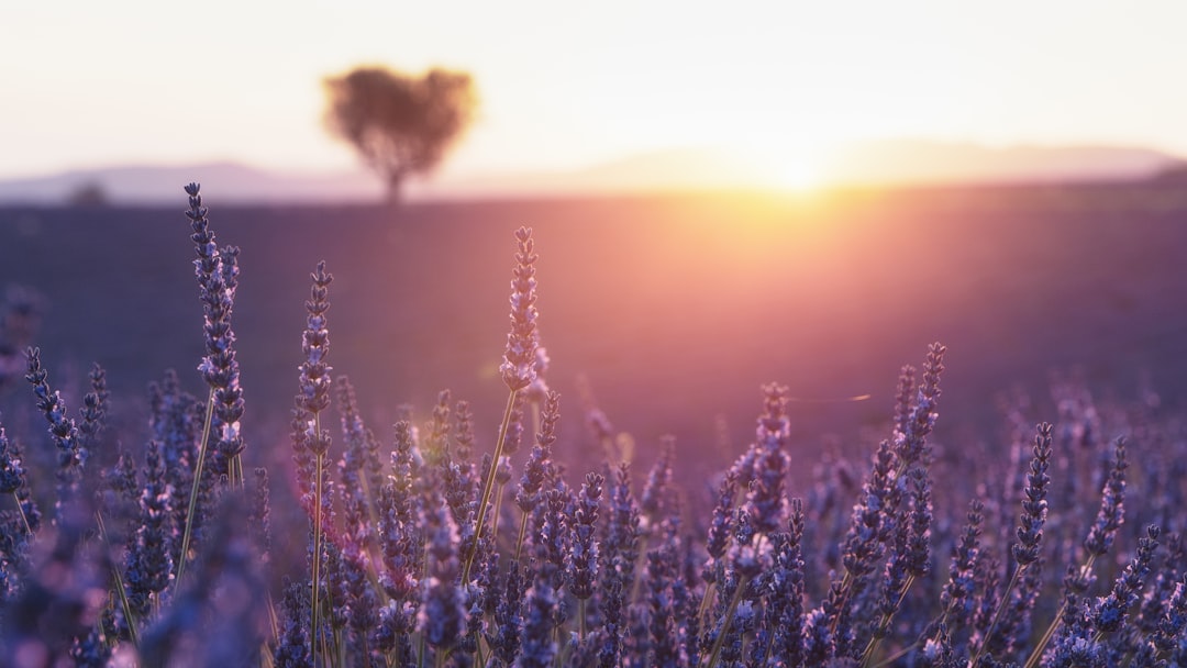 Lavender
