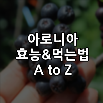  아로니아 효능과 먹는법 A TO Z