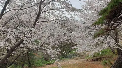 남산공원
