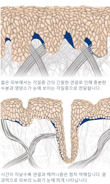피부 노화 진행 과정
