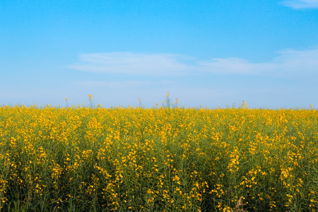 Canola