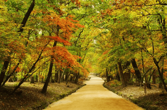 조선왕릉 단풍길