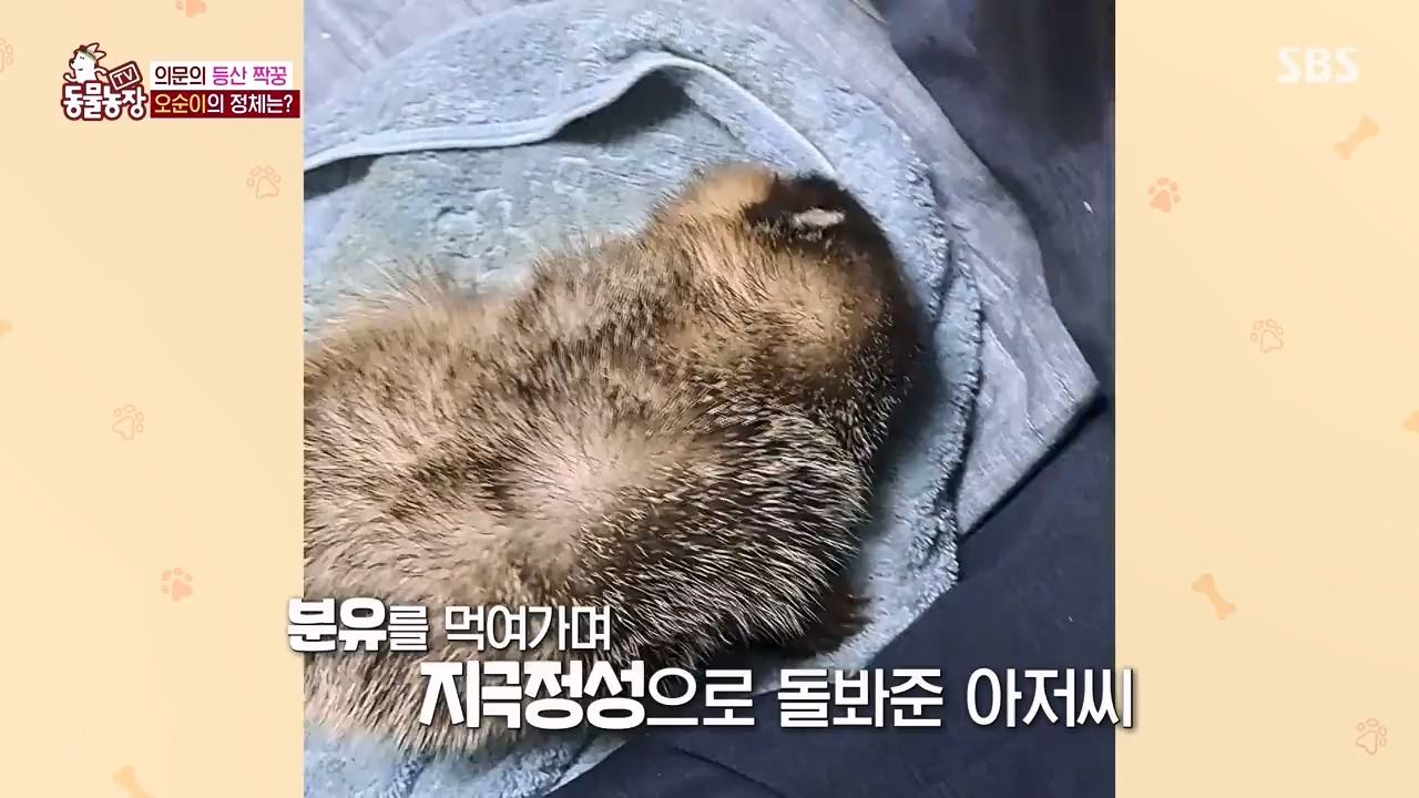 TV 동물농장.E1132.230807p-NEXT.mp4_20230806_164225.224.jpg