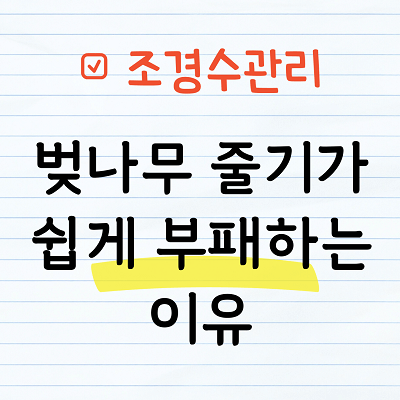 벚나무 줄기가 쉽게 부패하는 이유