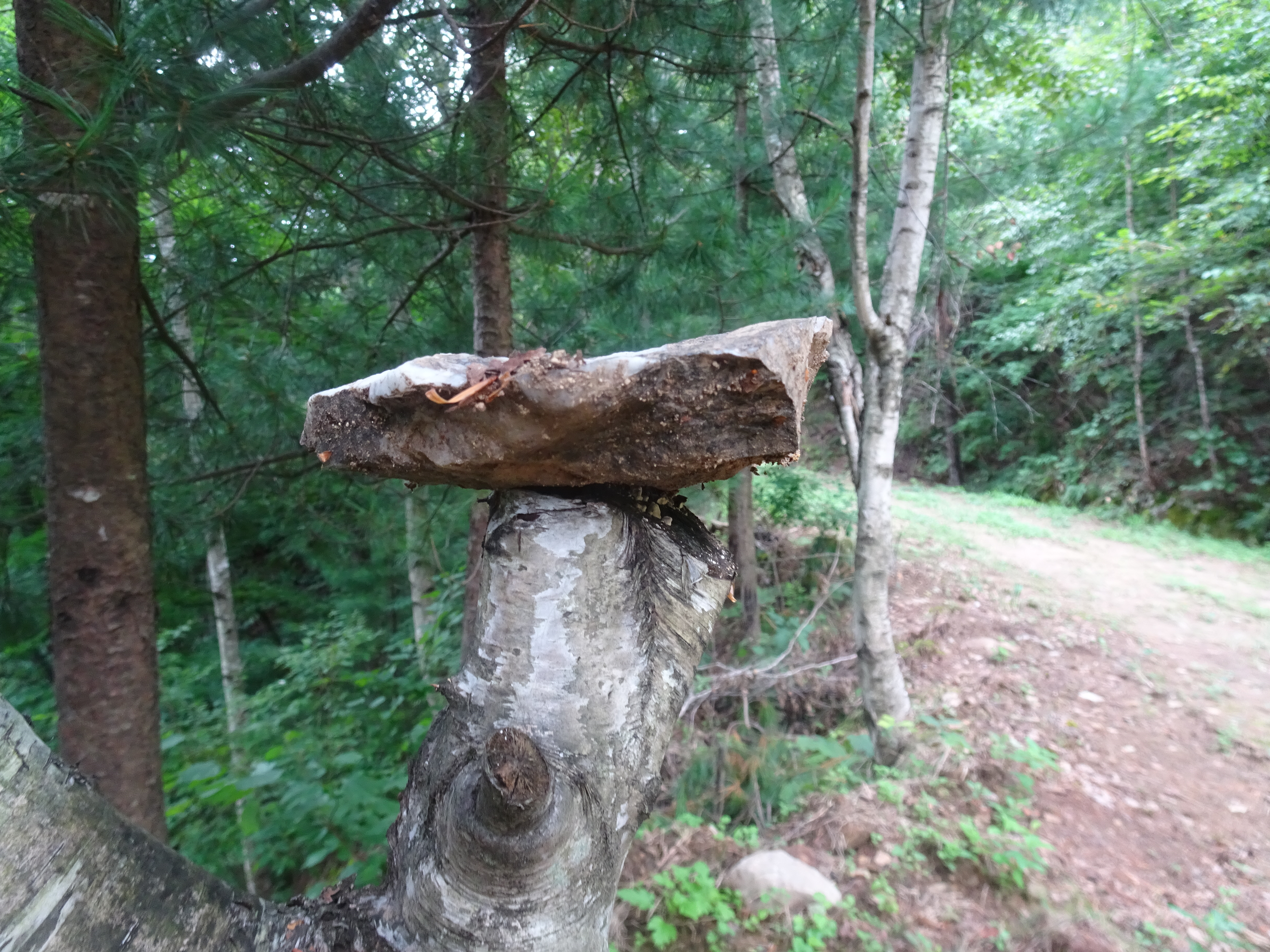 낙엽송숲 이미지