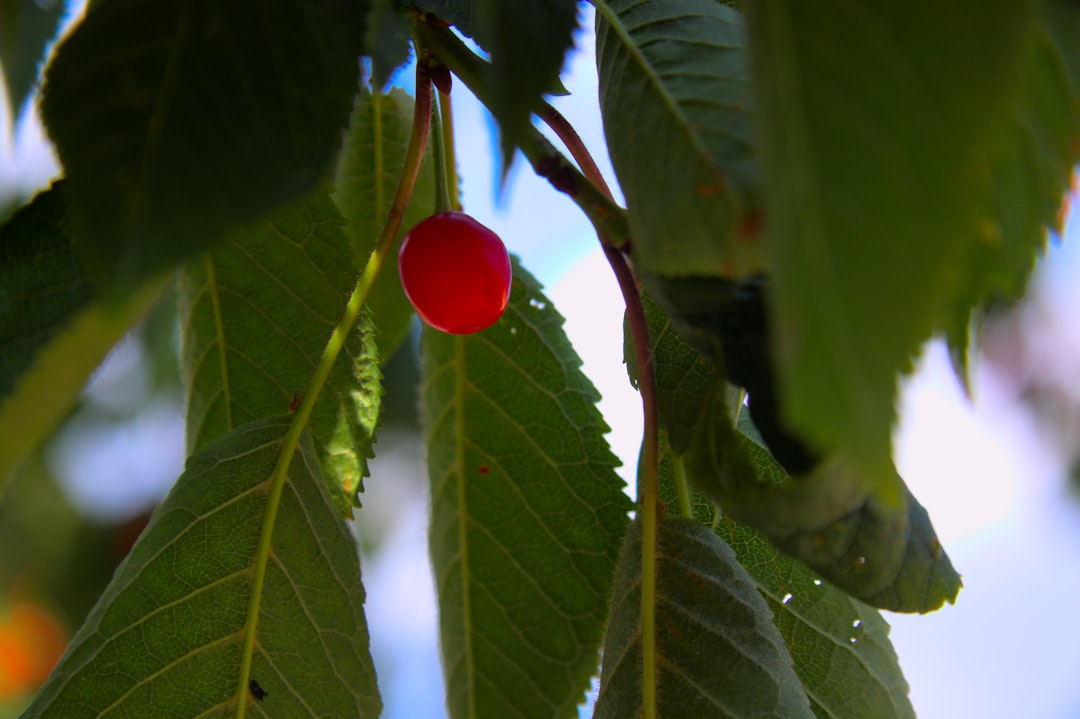 Cherry.
