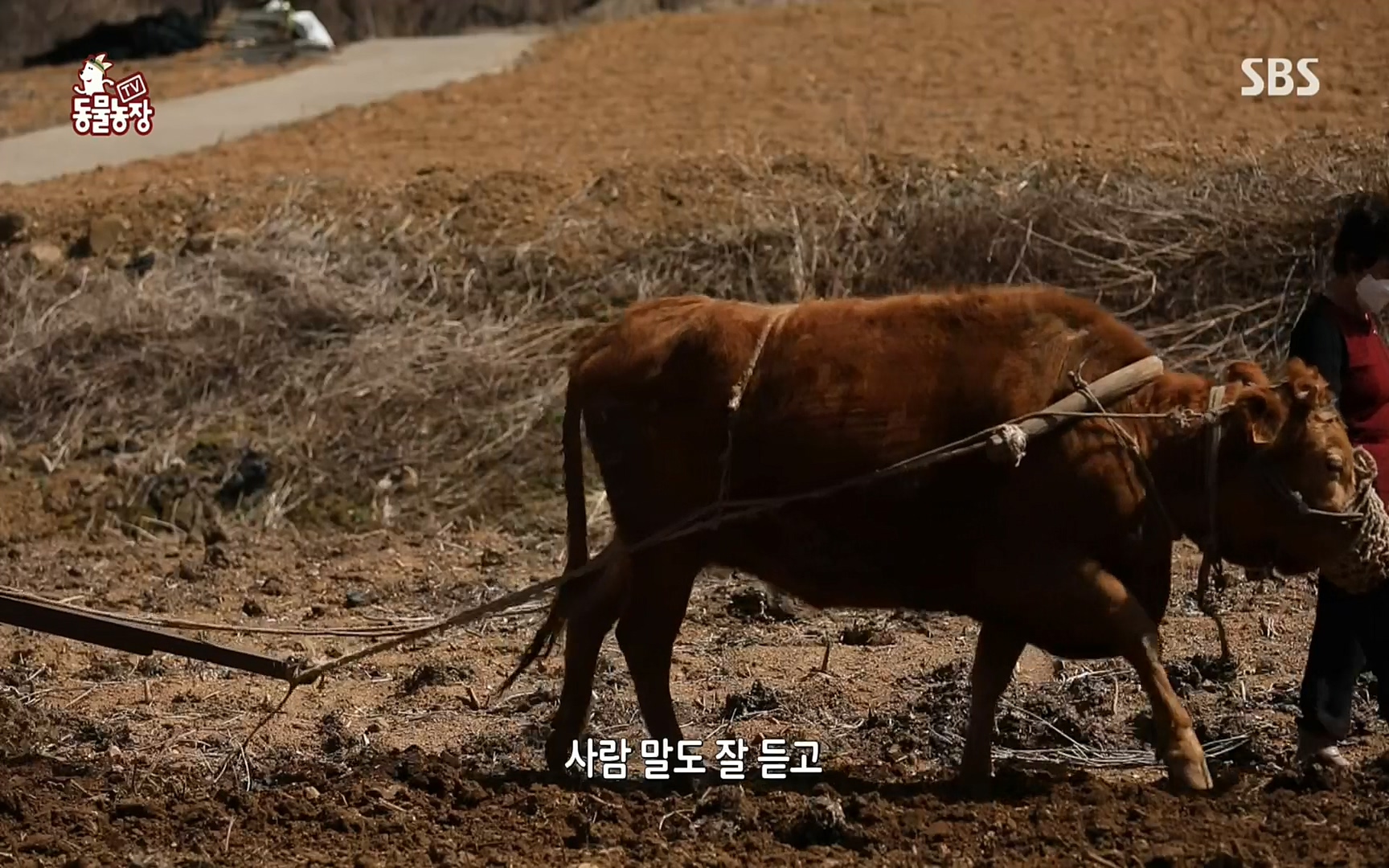 TV 동물농장.E1067.220501p.H264-F1RST.mp4_20220501_183345.126.jpg