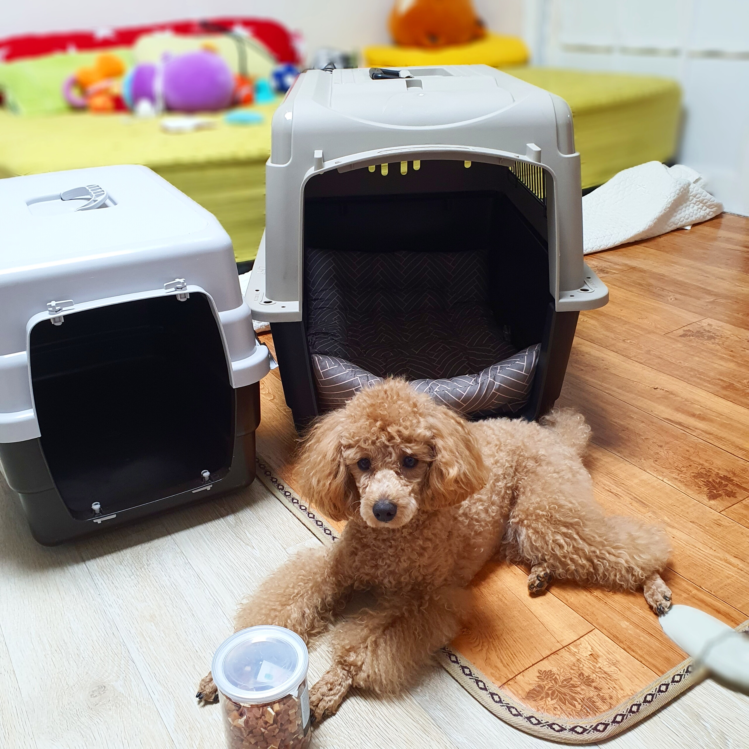  펫메이트 바리켄넬 250 / 송대장