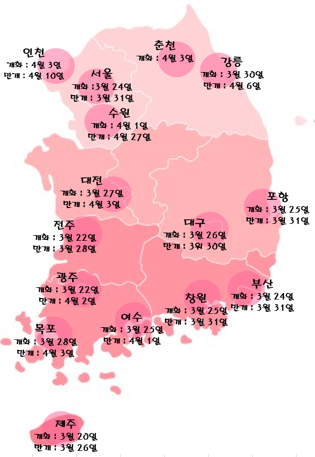 지역별-벚꽃-개화와-만개-시기를-한반도-지도에-표시한-그림