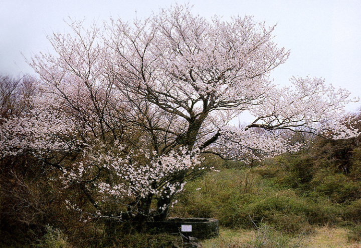 봉개동-왕번나무-자생지-문화재청-출처