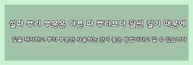  실파 뿌리 부분은 다른 파 뿌리보다 훨씬 길기 때문에 잎을 제거하고 뿌리 부분만 사용하는 것이 좋은 방법이라고 할 수 있습니다