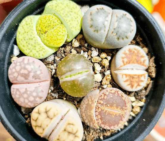 리톱스 키우기