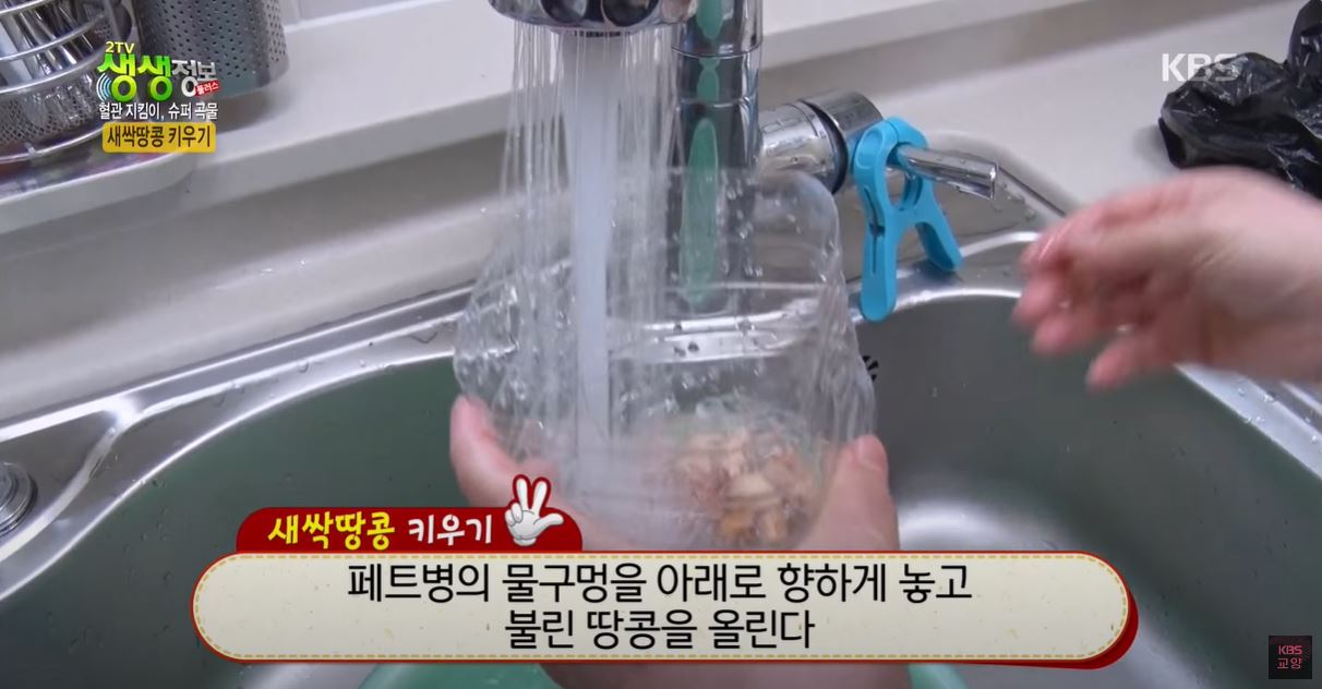 새싹땅콩