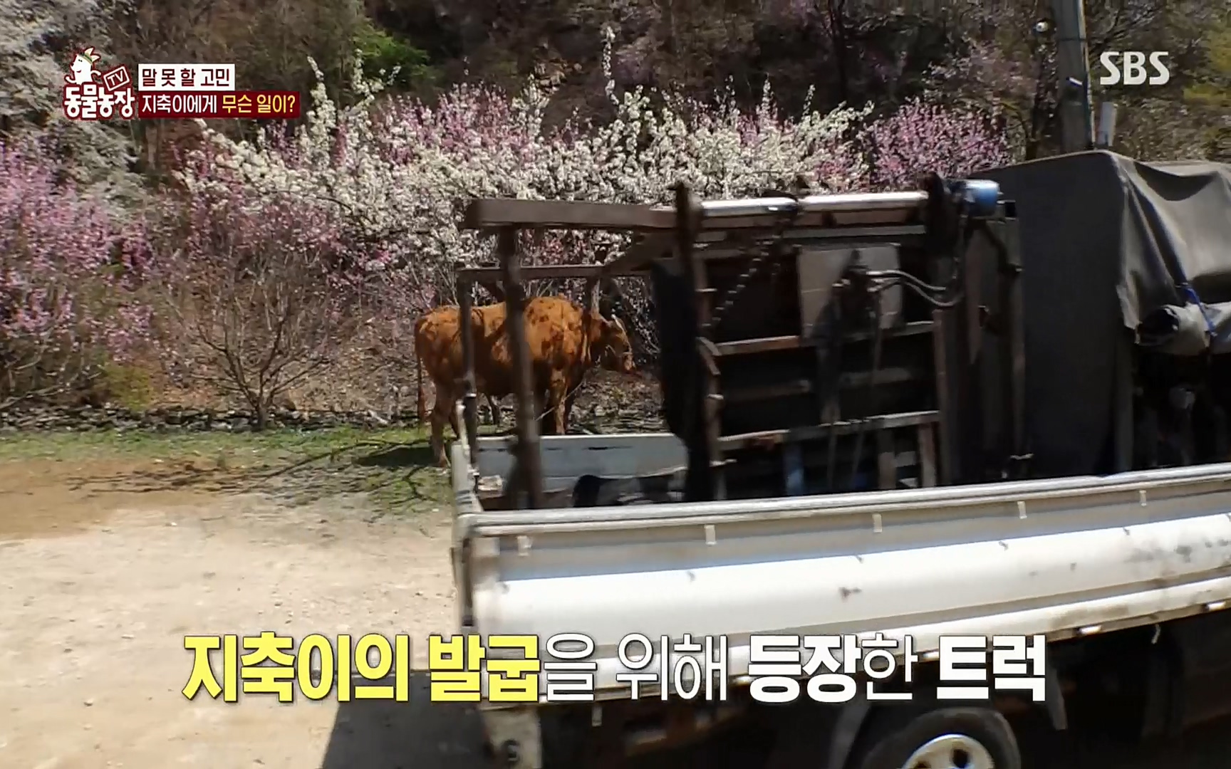 TV 동물농장.E1074.220619p.H264-F1RST.mp4_20220619_181655.654.jpg