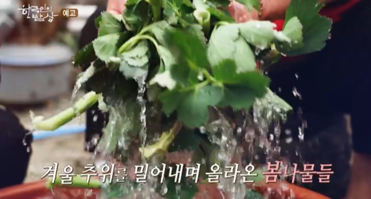 한국인의밥상-해남-금자마을-봄나물밥상