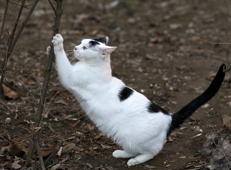 고양이가 나무를 긁는 모습