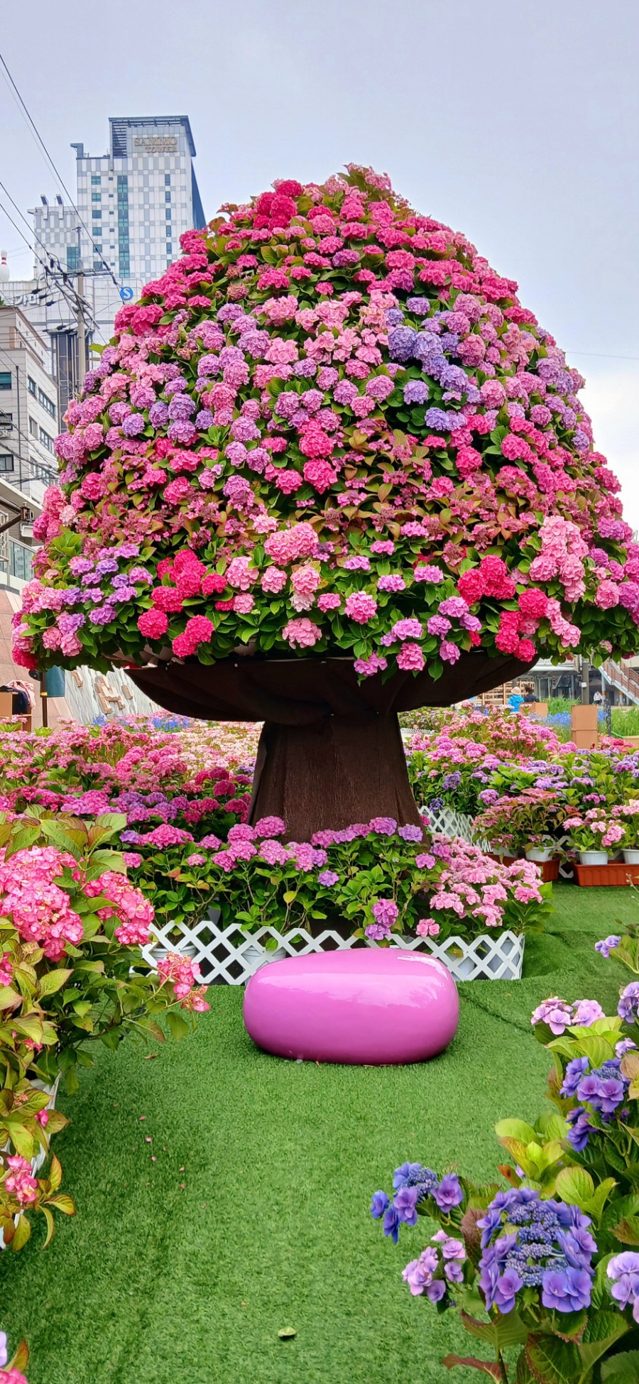 별빛내린천 수국공원