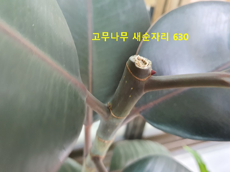 고무나무 새순자리 630
