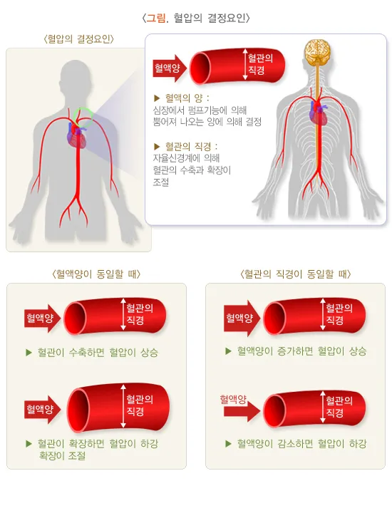 기립성 저혈압 혈압비교