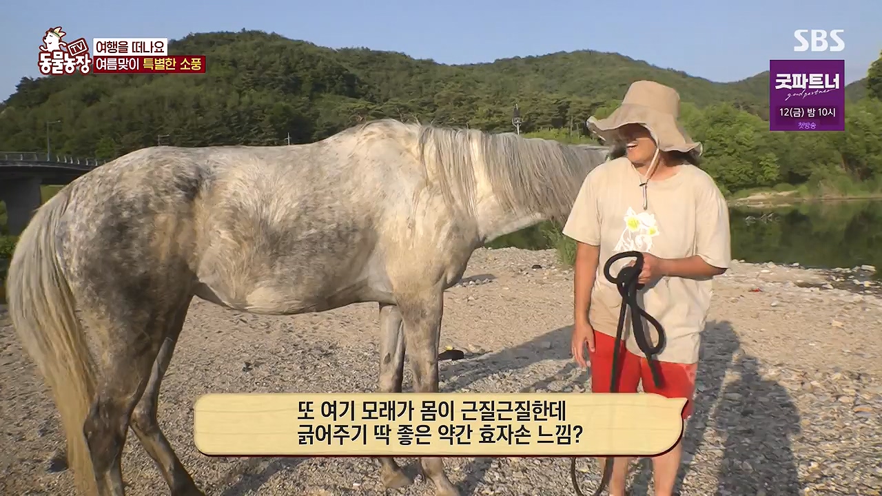 TV 동물농장.E1179.240708p-NEXT.mp4_20240707_160421.842.jpg