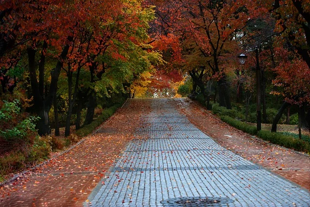 단풍나무들과 산책로