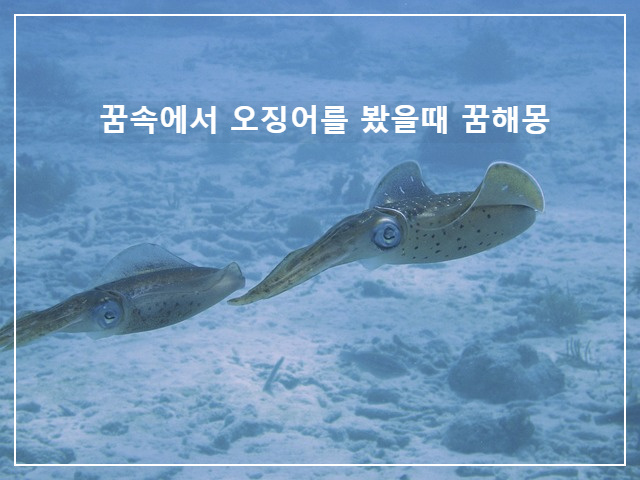  오징어 꿈의 의미